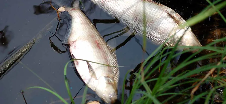 Экологическая катастрофа на Тойме