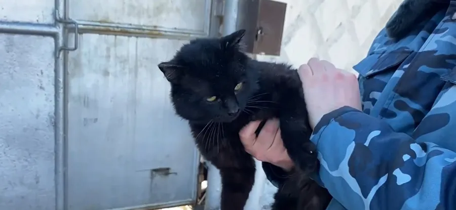 Кошка-наркокурьер в Менделеевске