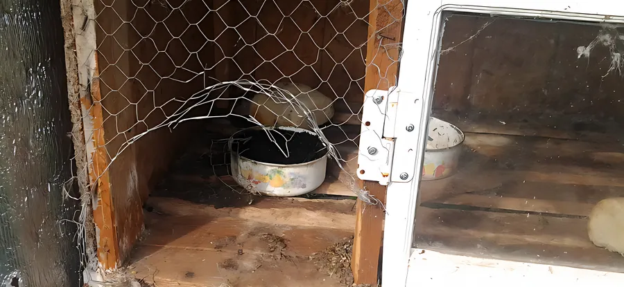 "Чупакабры" перебрались в Менделеевск?