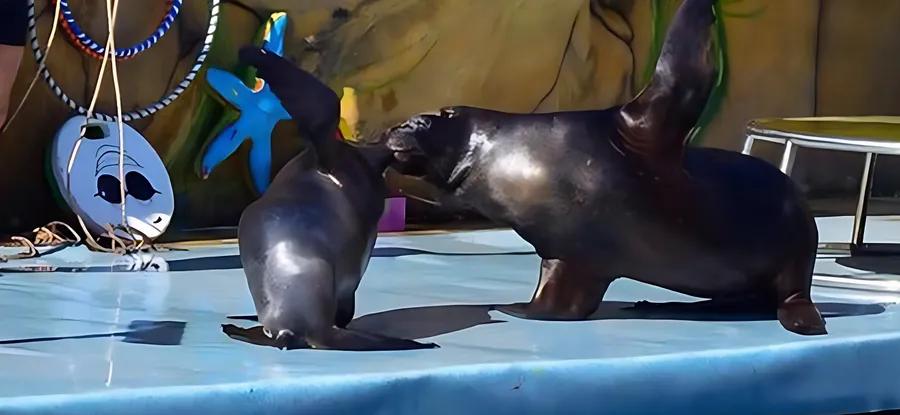 Набережночелнинский дельфинарий приглашает