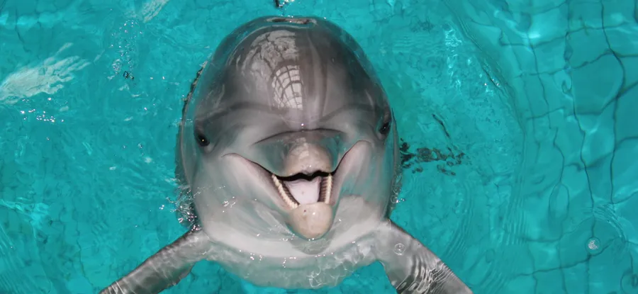  Долгожданные каникулы вместе с дельфинами!