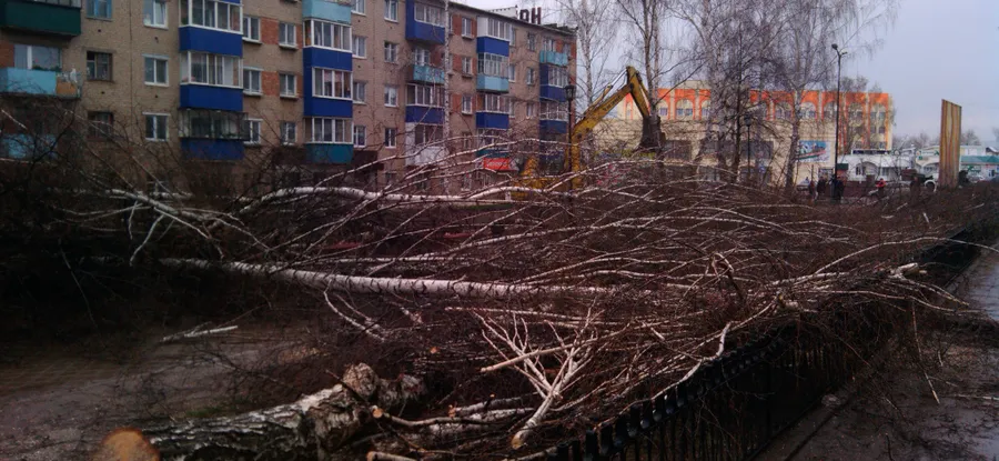 «Не рубите мужики, не рубите…!»