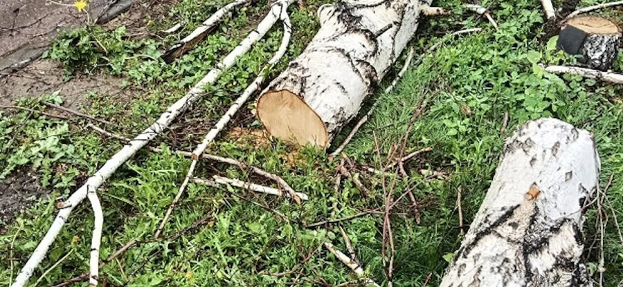 Комментарии главы Менделеевска по поводу срубки берез и обновления аллеи Героев