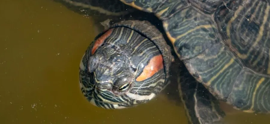 В Менделеевске рыбак поймал черепаху на удочку