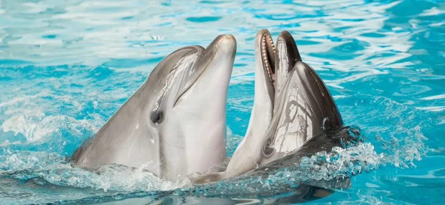 «Дыхание моря» в Набережночелнинском дельфинарии