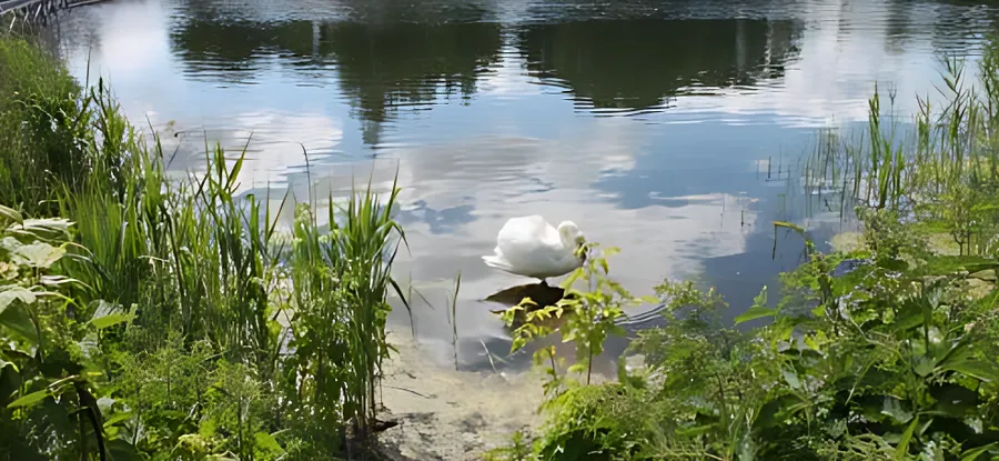 Очищен пруд в парке «Ушковские острова» 