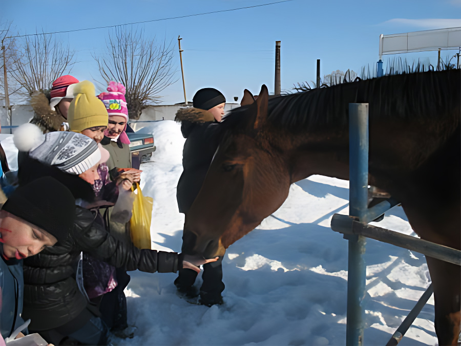 Дети общаются с лошадьми
