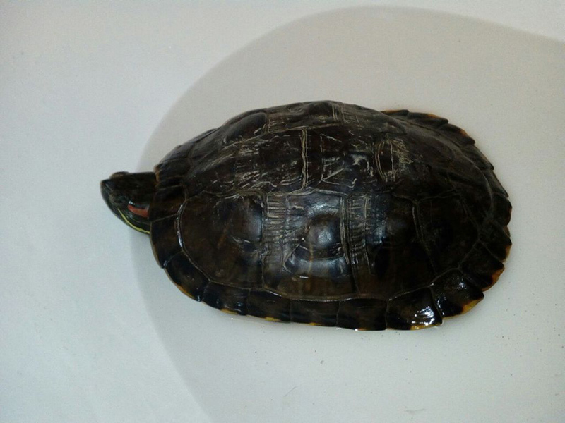 Красноухая черепаха в Тойме